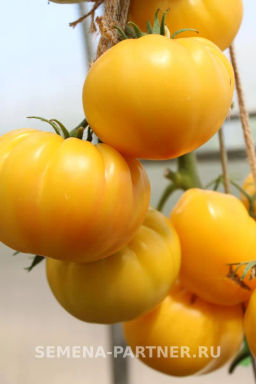 Томат Крем Торт - Партнер фото 4