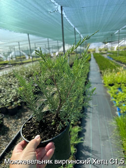 Можжевельник виргинский Хетц С1,5 - Park rose фото 3