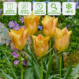 Тюльпан Брайт Гем