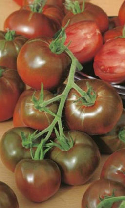 Томат ЧЁРНЫЙ КОТ F1 Высокое содержание ликопина! Урожайность до 15 кг.м.кв!