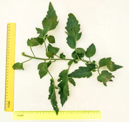 Томат Сокровище Инков - Партнер фото 6