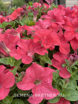 Петуния Кэнди Эвелина прямостоячая коралловая - Партнер фото 3