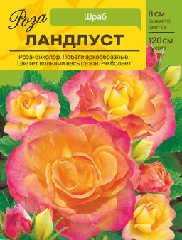 Роза Ландлуст (Шраб) С ЦВ.НАКЛЕЙКОЙ 1шт