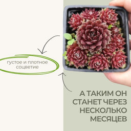 Молодило Хамелеон - Долина роз фото 6