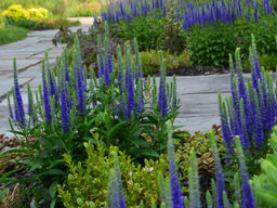 Вероника гибридная Ульстер Дварф Блю