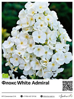 Флокс White Admiral (Метельчатый)