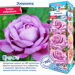 Роза Эминенц (Чайно-гибридная) 1шт