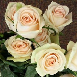 R257 ЛА ПЕРЛА