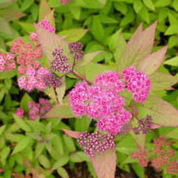 Спирея японская Зигунерблют 20-30 см - 1000корней фото 2