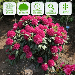 Рододендрон Неон Кисс