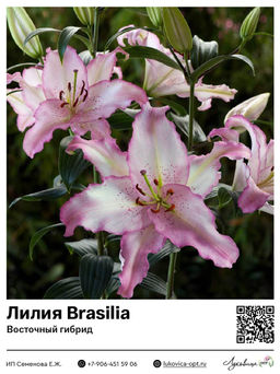 Лилия Brasilia (Восточный ориентальный гибрид)