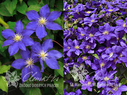 Клематис Lady Betty Balfour (Леди Бетти Балфор) - Долина роз фото 2