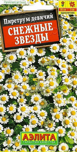 1748A Пиретрум Снежные звезды 7шт