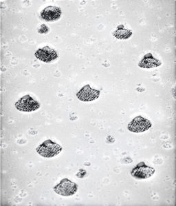 Ветровка мужская