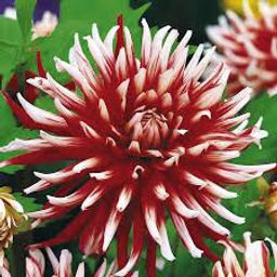 ГЕОРГИНА Фриколет Разбор I Кол-во упак., шт 1