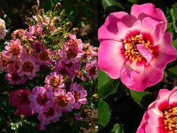 Роза Куин Бэбилон Айс - Долина роз фото 2