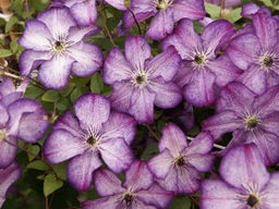 Клематис Super Nova (Супер Нова)