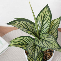 Цветочная композиция Диффенбахия 26 см / 9090-12 /уп 12/96/ - Галеонтрейд фото 19