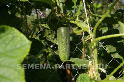 Огурец партенокарпический Хоббит - Партнер фото 4