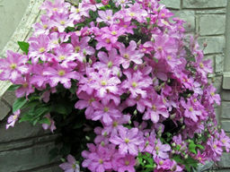 Клематис Comtesse de Bouchaud (Комтесс де Бушо)