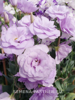 Эустома срезочная махровая лиловая Мадам Марсо - Партнер фото 8