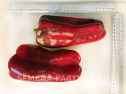 Перец сладкий Ламуйо - Партнер фото 4