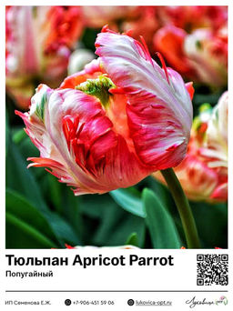 Тюльпан Apricot Parrot (Попугайный)