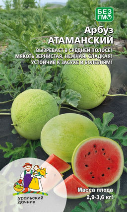 Арбуз АТАМАНСКИЙ Вызревает в средней полосе! Мякоть зернистая, нежная, сладкая! Устойчив к засухе и болезням!