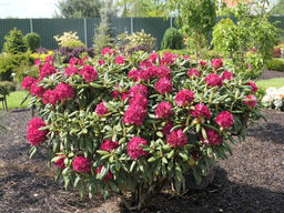 Рододендрон Kazimierz Wielki, Royal Scarlet (Казимира Вилки, Роял Скарлет) - Долина роз фото 2