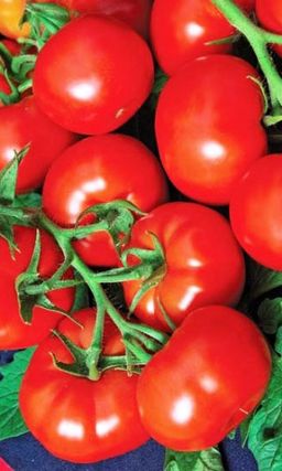 Томат БУМЕРАНГ F1 Максимальный урожай без химии! Благородный, деликатесный вкус! Дружная и интенсивная отдача урожая! Не растрескивается!