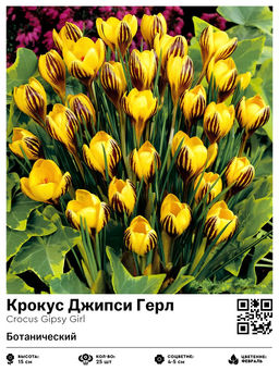 Крокус Джипси Герл (Ботанический)