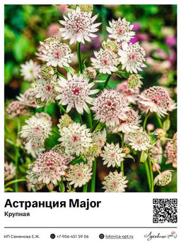 Астранция крупная Major