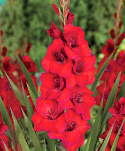 ГЛАДИОЛУС Оскар Разбор 10/12 Кол-во упак., шт 10