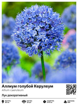 Аллиум Caeruleum (Лук декоративный) - Голландские луковицы фото 2