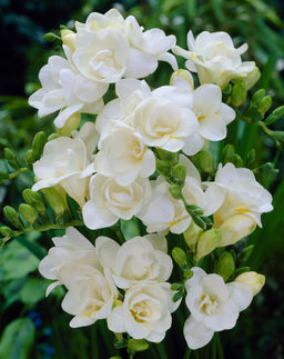 ФРЕЗИЯ Махровая Белая Разбор 5/6 Кол-во упак., шт 10