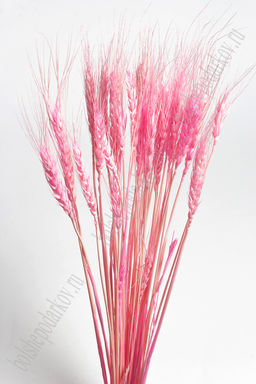Сухоцветы "Колоски" SF-4323, розовый