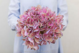 Гортензия соцветие XL (без стебля) - Розово-пурпурный