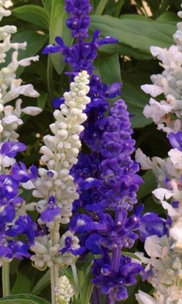 Сальвия мучнистая МОРСКОЙ ПЕЙЗАЖ Интересная смесь для цветников!