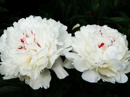 Пион Festiva Maxima (Фестива Максима)