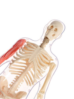 Набор для опытов по анатомии Строение тела, светится в темноте, с мягкими органами - Эврики фото 17