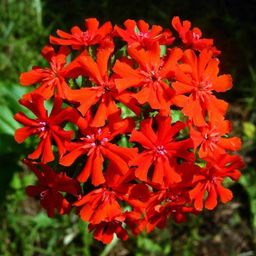 Лихнис Красный шар