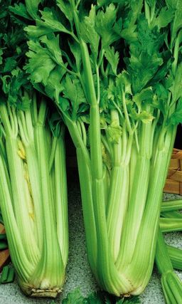 Сельдерей черешковый ЗДОРОВЬЕ