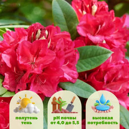 Рододендрон Марианна Фон Вайцзеккер - Долина роз фото 2