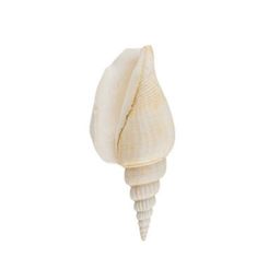 Blumentag / Zlatka DRF-020 Ракушки морские 5 шт. 7.6 см Strombus Vittatus