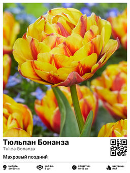Тюльпан Bonanza (Махровый поздний) - Голландские луковицы фото 2