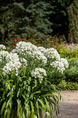 Агапантус Albus (Африканский) - Голландские луковицы фото 3