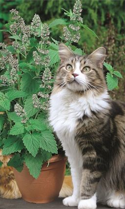 Котовник лимонный БАРХАТ - Уральский дачник фото 2