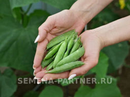 Горох овощной Сомервуд - Партнер фото 5