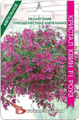 Пеларгония плющелистная ампельная Кристал Квин F1 Роуз