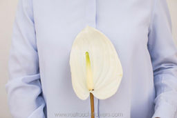 Антуриум большой - Белый